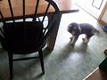 i tortured my dog!!!