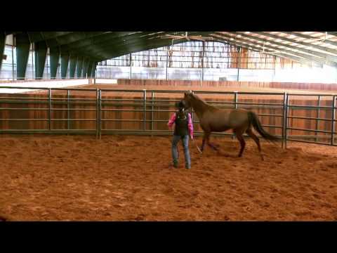 horse