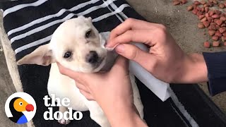 Teenager Sneaks Lost Puppy Into His House When His Parents Fall Asleep | The Dodo Faith = Restored by The Dodo