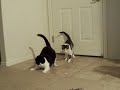 catz2 catz2
