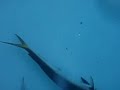 derado in bait tank