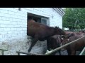 Crazy Cow Jumping Through Window [real]