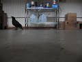crow in the office #1 crow in the office #1