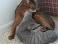 Abby Tabby Play Fighting
