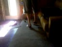 Peroo baila electroo