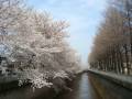 videos de ２台ピアノ　MOLNAR SAKURA ＜CHERRY BLOSSOMS＞