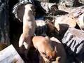 Boerboel video