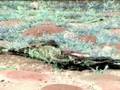 ana la iguana