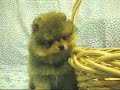 ポメラニアン動画