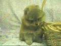 松鼠犬 Pomeranian