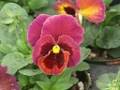 Pansy fest