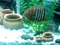Pangasius, Claria, Botia, Labeo, Severum, pecera 460 Litros
