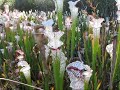 dense population of Sarracenia leucophylla dense population of Sarracenia leucophylla