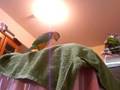 videos de [Parrot] Black-Headed Caique that cannot get off [シロハラインコ]