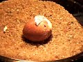 Falconry Captive Breeding Peregrine falcon hatching Egg