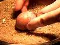 Eclosion Halcon Peregrino falcon hatching Egg