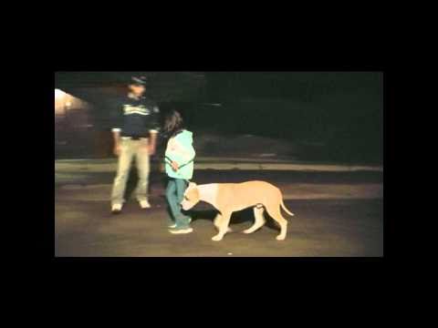 american pitbull