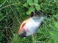 Fang got fish (???)