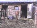 Fluoridated Water, Poisoned Horses