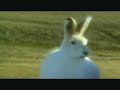 Arctic Hare (Silver Strand by The Corrs)