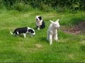 Ireland pups Ireland pups