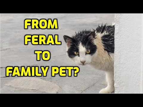 Can A Feral Cat Become A House Cat?