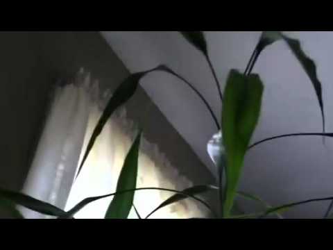 how to cut and replant lucky bamboo