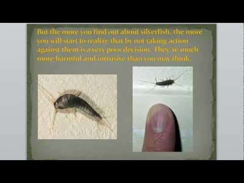 how to eliminate silverfish