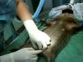Wilson the Woodchuck gets castrated