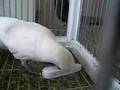 Lola is playing in cage