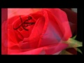 mustafa �zy�lmaz - ilahi (g�llere vurgunum)