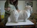 videos de Peluqueando a Poker