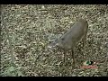 Mossy Oak- Spike Deer Bow Hunting Mossy Oak- Spike Deer Bow Hunting