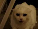 Don't Pet This Kitty!! Pt. 1