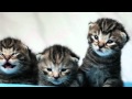 DOGS better than CATS!?!