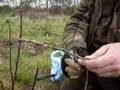 Fruitwise apple tree grafting, the saddle graft