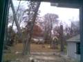 videos de my poor tree :[