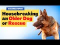 Dog Training 101: House Breaking...