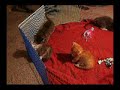 Munchkin Kittens and their Doggy Mom
