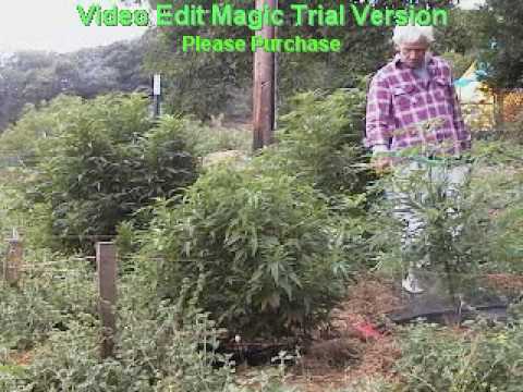 BOB MARLEY KAYA GANJA HERB  HUMBOLDT ...