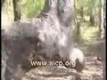 TANDA KEAJAIBAN ALLAH 1