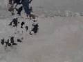 Aweso Skating