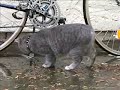 Tonto playing in the rain