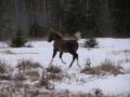 Arel-Arabians-Happy-