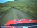 Car hits a Cow