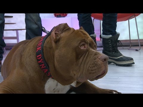 pit bull