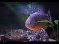 PIRANHA - Pygocentrus feeding (cariba - piraya - nattereri)