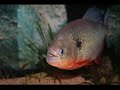 PIRANHA - Pygocentrus feeding (cariba - piraya - nattereri)