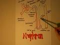 Nephron Carmen G.