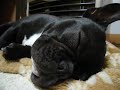 眠りイヌ動画